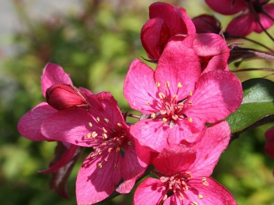 1cm-4cm的开心果海棠哪里有临沂河东欣鑫苗木场