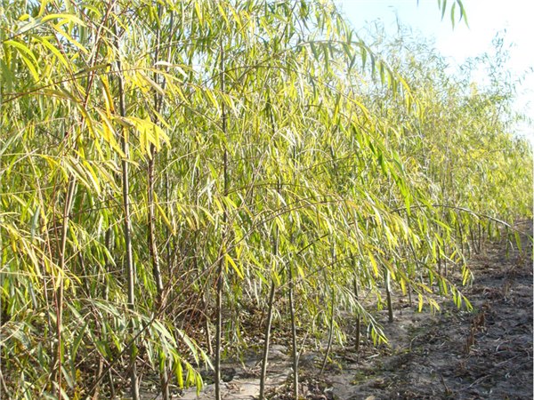 垂柳1年苗基地|山东哪里供应的垂柳1年苗价格优惠