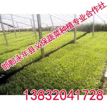 蔬菜无土育苗【义保蔬菜】无土育苗技术
