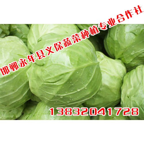 邯郸蔬菜采摘【义保蔬菜】蔬菜采摘基地