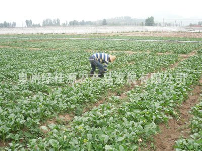 【荐】泉州蔬菜配送 泉州蔬菜批发 就找｛绿佳源｝
