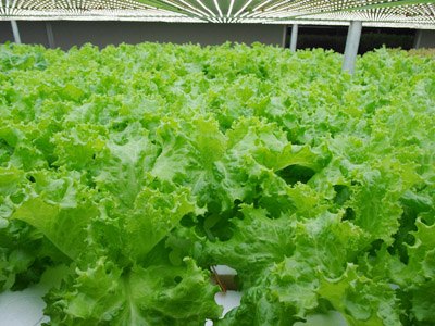 蔬菜加工价钱如何——河南有品质的蔬菜生产基地