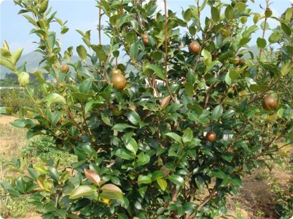 泉州油茶树哪家好/泉州油茶树供应/百度力荐【渤森