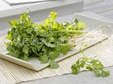 泉州蔬菜批发,泉州蔬菜基地 首选【绿佳源】品质一