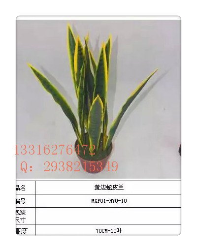 仿真蛇皮兰 高端大气上档次 季末优惠 假蛇皮兰