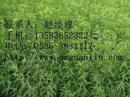 【突围桃苗】潍坊突围桃苗 潍坊突围桃苗价格 潍坊