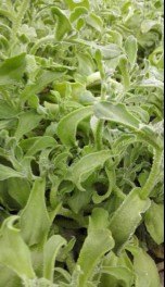 绿兴非洲冰菜种苗