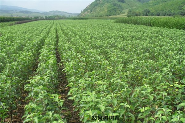 苗木价格量大从优|苗木租摆、苗木批发、沈阳绿植价