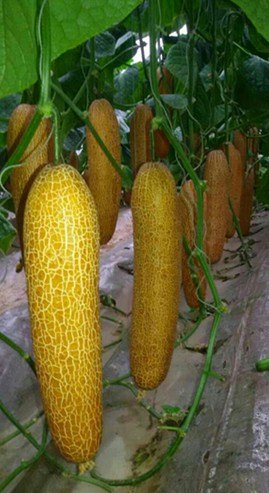 绿兴种苗金星二号