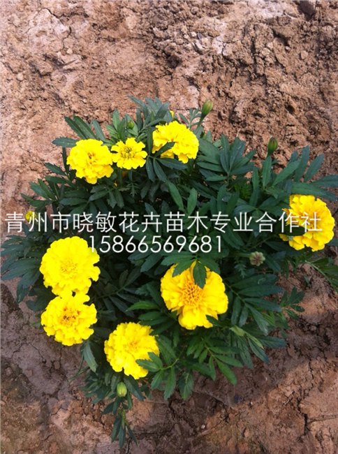 供应孔雀草价格 绿化孔雀草批发 青州孔雀草种植基地