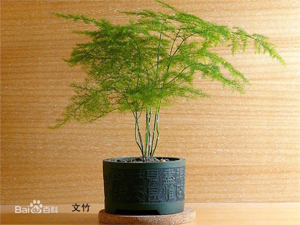 沈阳哪家花卉绿植租摆公司口碑好：沈阳花卉批发、沈