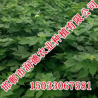 河北牧桑苗价格，牧桑苗厂家，邯郸润德农业