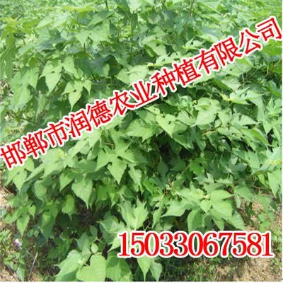 河南构树价格，构树厂家，邯郸润德农业