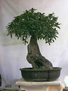 古桩桂花盆景种植基地：为您推荐优质的桂花