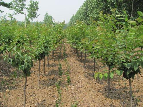 滨州樱花小苗价格：哪里能买到最好的樱花小苗