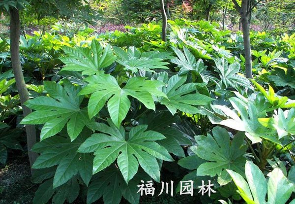 贵州八角金盘：高质量的八角金盘市场价格