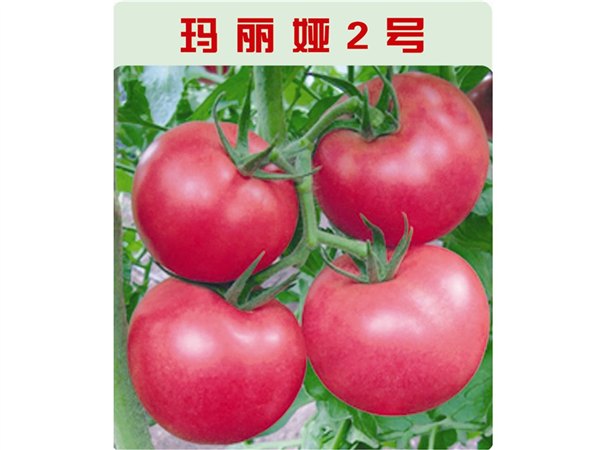 抗裂果高圆型粉果西红柿种子——寿光万盛种业