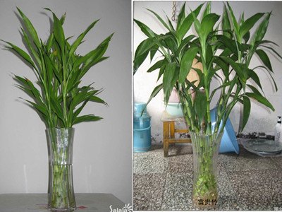 沈阳花卉租赁|想找优惠的花卉绿植租摆，就来绿缘花