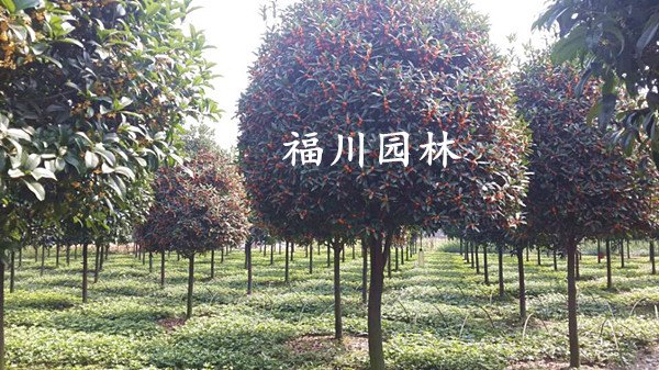 成都金桂 性价比高的金桂市场价格情况