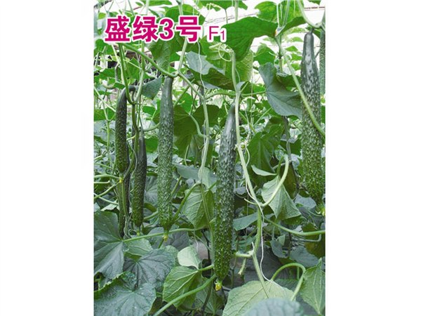 无黄头瓜条顺直黄瓜种子——寿光万盛种业