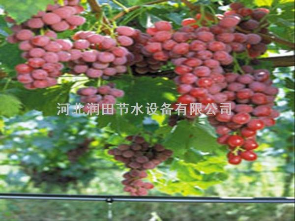 河北高质量滴灌带