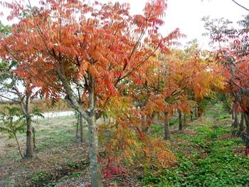 黄栌小苗 黄栌苗木价格 黄栌小苗基地