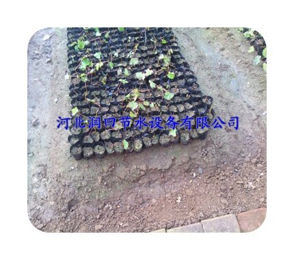 河北花卉种植专用微喷头/最经济实惠的微喷头
