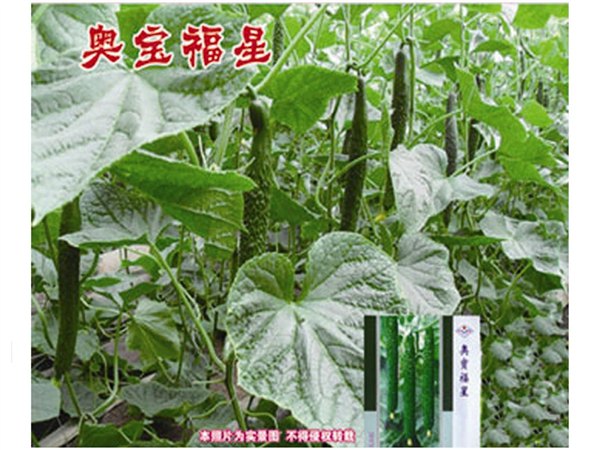 耐低温弱光能力强的黄瓜种子——寿光万盛种业