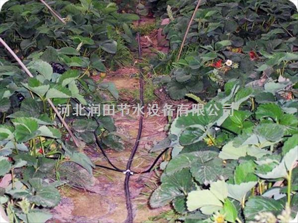 河北蔬菜水果种植专用滴灌，滴箭系统批发，厂家直销