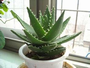 多肉植物销售||多肉植物批发（多肉植物种植基地）