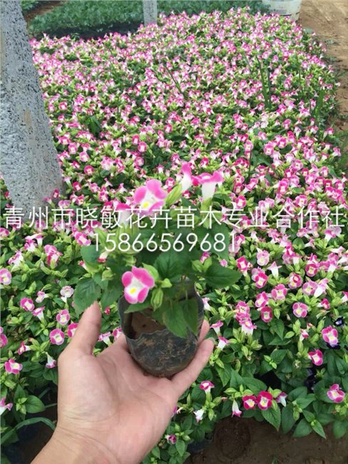供应夏季绿化草花品种 夏季草花批发价格