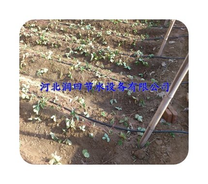 河北果树滴灌滴灌管价格|高质低价