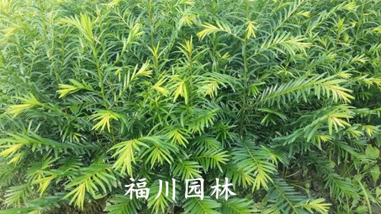 红豆杉批发，四川销量好的红豆杉生产基地
