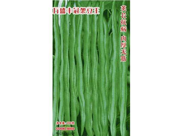 荚长抗病架豆种子——万盛丰冠架豆王