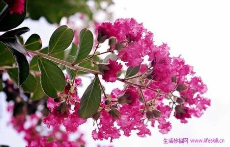 洛阳紫薇树苗批发价格哪家强 甘肃紫薇树苗基地直销