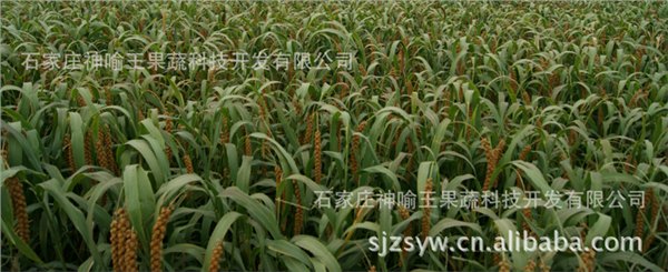 农产品|哪里有供应划算的红谷小米