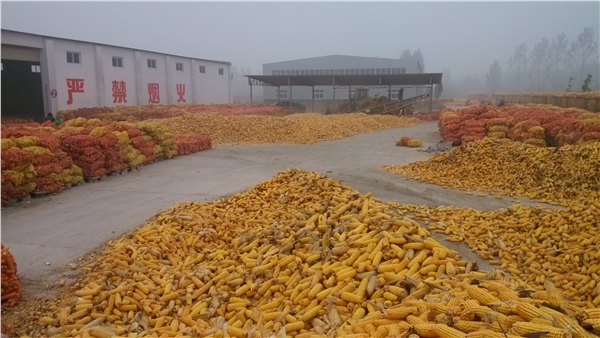 洛阳玉米批发，信誉好的玉米经销商