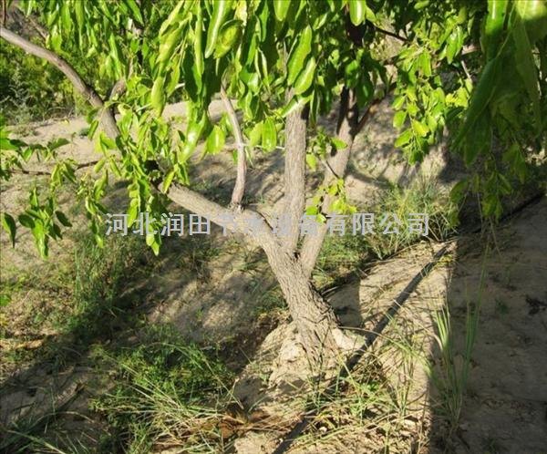 果树灌溉用具 广东小管出流套装哪里卖？