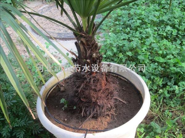 供应山东济南优质火桃树小管出流 