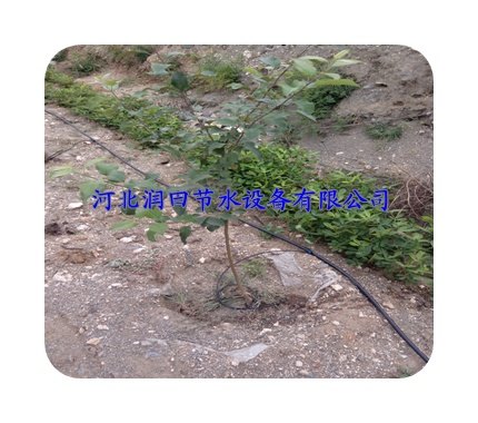 广西兴安果树滴灌优质小管出流|精确制造