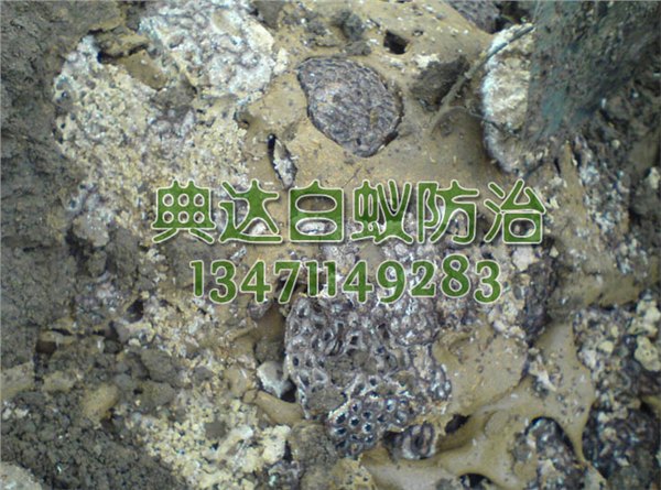 最超值的南宁白蚁防治公司：可靠的白蚁防治广西提供