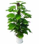 武汉绿植出租绿植租赁绿植租摆绿植租售