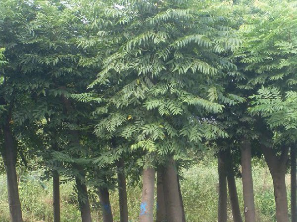 黄栌供应&黄栌小苗供应&北京栾树小苗