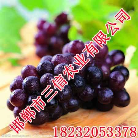 成安葡萄_成安葡萄价格_优质成安葡萄批发