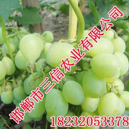 成安葡萄采摘园开始采摘_成安三信农