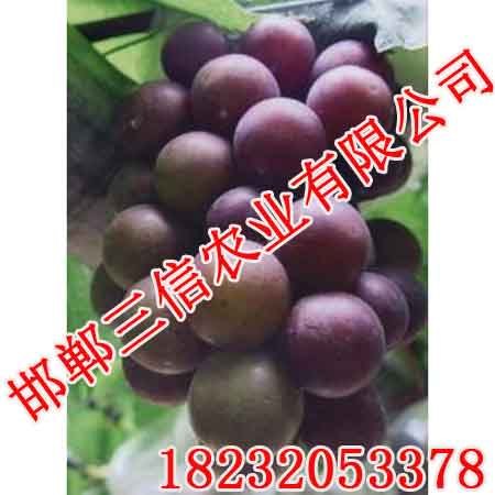 邯郸葡萄采摘,邯郸葡萄采摘优惠,邯郸三信农业