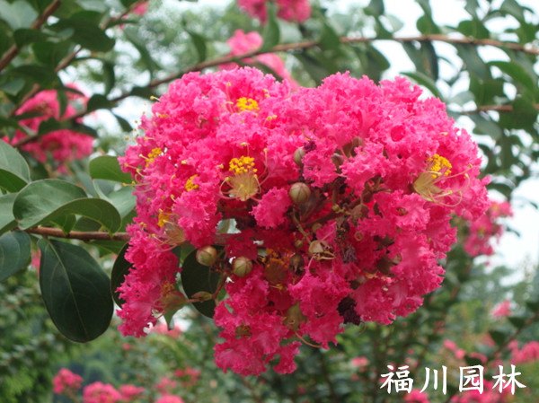 成都口碑好的紫薇价格 南宁紫薇花销售