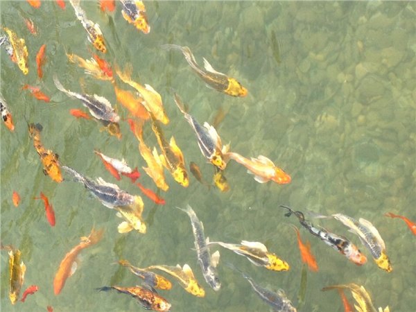 镇江锦鲤鱼池水净化工程。常年无需换水