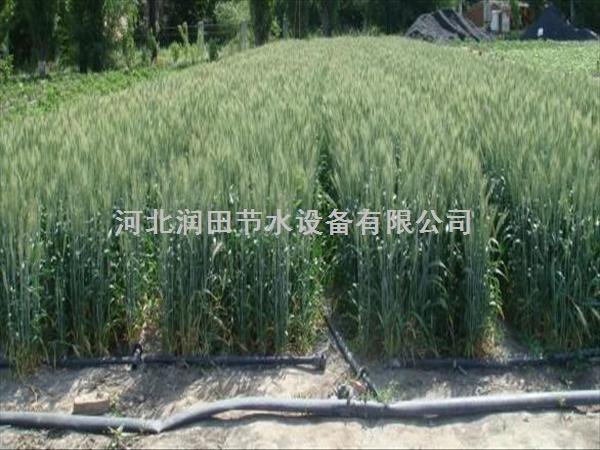 河南西峡猕猴桃滴灌滴灌带|厂家
