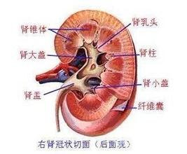 怎样根治紫癜性肾炎 中医如何治疗紫癜性肾炎水肿
